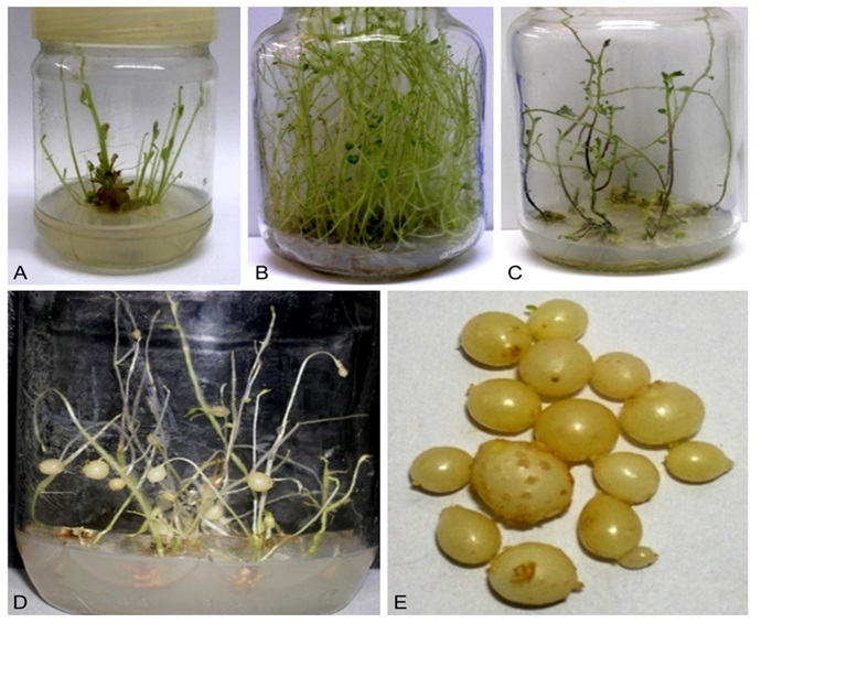 In vitro propagation, microtuberization, and molecular characterization of three potato cultivars